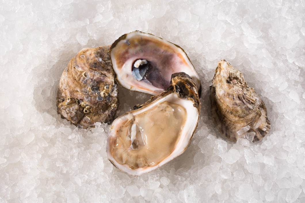 OYSTERS LIVE